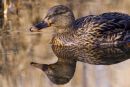 Female_Mallard_Duck